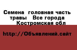 Семена (головная часть))) травы - Все города  »    . Костромская обл.